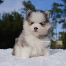 Adeline - Silver and white female Pomsky puppy in Loxahatchee, Florida from Cardinal Point Pomskies
