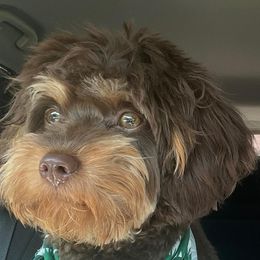 Cavachon, Cavalier King Charles Spaniel, Cavapoo, and Cocker Spaniel All Grown Up from Walnut Grove Cavaliers