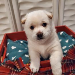 Girl 1 - Shiba Inu puppy in Colorado Springs, Colorado from The Springs Shibas