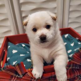 Girl 1 - Shiba Inu puppy in Colorado Springs, Colorado from The Springs Shibas