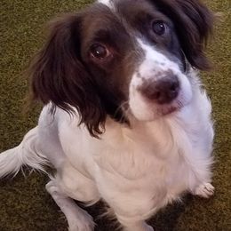 English Springer Spaniels from Jackpine Forest Springers