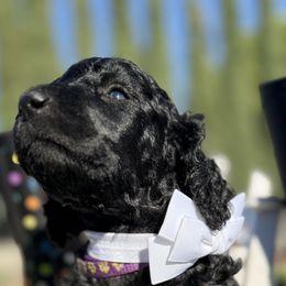 Purple collar girl - Black female Poodle puppy in Hesperia, California from Whitesock Standard Poodles