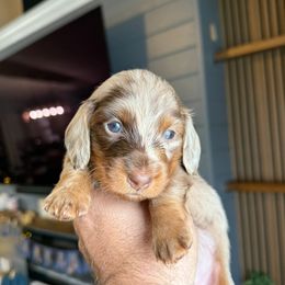 Ralphi - Dapple male Dachshund puppy in Tampa, Florida from Crosbys Doxies