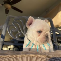 French Bulldog Puppies from Knockout Frenchies