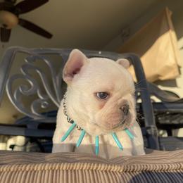 French Bulldog Puppies from Knockout Frenchies