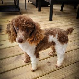 Bobo - Poodle