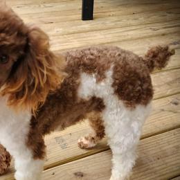 Bobo - Poodle