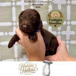 King Oyster - Blue Collar - Chocolate male Goldendoodle puppy in Garland, Texas from Twilight Doodles