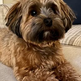 Havanese from Spring Meadow Havanese