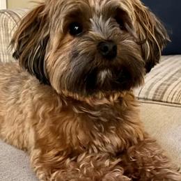 Havanese from Spring Meadow Havanese