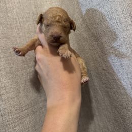 Pink - Apricot female Goldendoodle puppy in Sanford, Florida from Florida Coast Golden Doodles