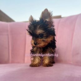 Yorkshire Terrier Puppies from Enchanted Yorkies