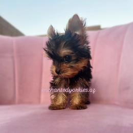 Yorkshire Terrier Puppies from Enchanted Yorkies