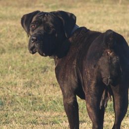 Whiskey - Cane Corso