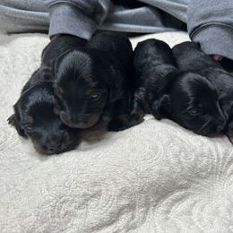 Girl 2 - Blue and tan female Dachshund puppy in Coventry, Connecticut from Rodina Kennels