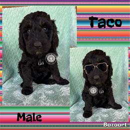 Taco - Tri-color male Bernedoodle puppy in Godwin, North Carolina from Farm Sweet Farm Doodles