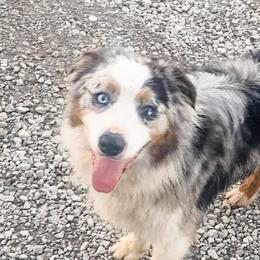 Jax - Australian Shepherd