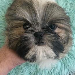 Shih Tzu Puppies from Falling Star