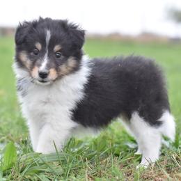 Twix - Black white and tan female Shetland Sheepdog puppy in Wolcott, Indiana from Southside Shelties