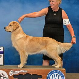 Angel - Golden Retriever