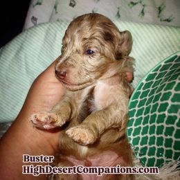 Aussiedoodle, Poodle, and Toy Australian Shepherd Puppies from High Desert Companions