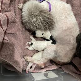 Poodle Puppies from Always Best Kennels, Inc