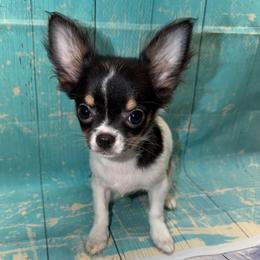 8913 black tri female - Black and tan female Chihuahua puppy in Palmyra, Indiana from Country Star Chihuahuas