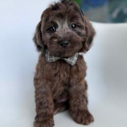 E-Blue Boy - Merle male Goldendoodle puppy in Lewisville, Texas from Texas Goldendoodle Lovers