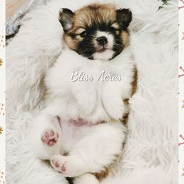 Cornell - Tri-colored male Pomeranian puppy in Ponca City, Oklahoma from Bliss Acres Farm