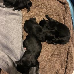 Miniature Schnauzer and Poodle Puppies from Bits & Bytes Farm