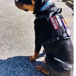 Rottweiler Puppies from Premier Rottweilers