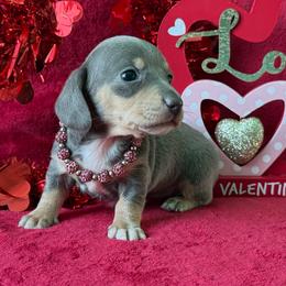 Stella - Gray (blue) and cream female Dachshund puppy in Lincoln, Arkansas from Red Dirt Dachshunds