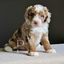Basalt - Chocolate merle male Bernedoodle puppy in Tulsa, Oklahoma from The Poodle Co. Raising Doodles & Poodles