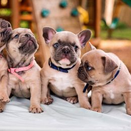 French Bulldog Puppies from Kring French Bulldogs