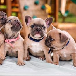 French Bulldog Puppies from Kring French Bulldogs