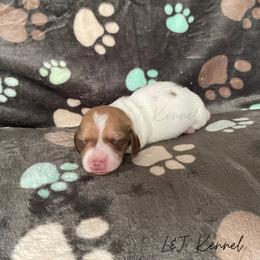 Dachshund Puppies from L & J Kennel