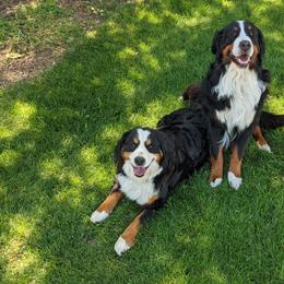 Bernese Mountain Dogs from Wildflower’s Mirabel