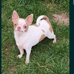 Trish - Chihuahua