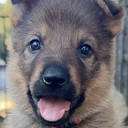 Sierra - Sable female German Shepherd puppy in Sonora, California from Elite Haus K9