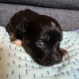 Girl 1 - Black and tan female Havanese puppy in Arizona from HavaDoggie