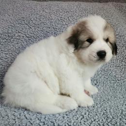 Loki - Red Collar - White and badger male Great Pyrenees puppy in Monmouth, Maine from Flewelling Great Pyrenees