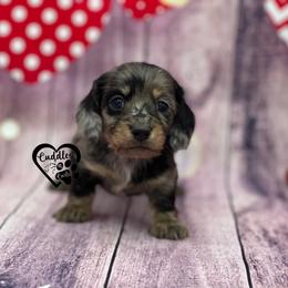 River - Dapple female Dachshund puppy in Nashville, Arkansas from Cuddles n Curls