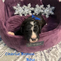 Charlie Brown - male Golden Mountain Doodle puppy in Rockville, Minnesota from Bracha Poodles & Doodles