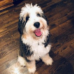 Poodle, Sheepadoodle, Old English Sheepdog, Bernese Mountain Dog, and Bernedoodle All Grown Up from VonDoodles Bernedoodles & Sheepadoodles