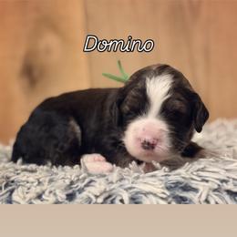 Girl 1 - Black and white female Sheepadoodle puppy in Danville, Indiana from Marley’s Doodle Ranch