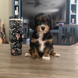 Cavapoo Puppies from AZ Cavapoos