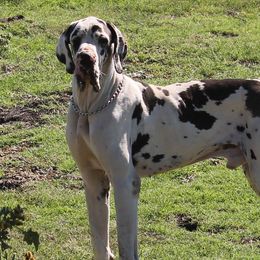 Cavalier King Charles Spaniels, Great Danes, and Yorkshire Terriers from Rising Star Kennels