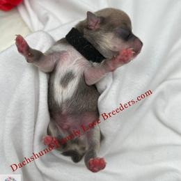 Scout - Blue and white male Chihuahua puppy in Chino Valley, Arizona from Dachshund Family Love Breeders