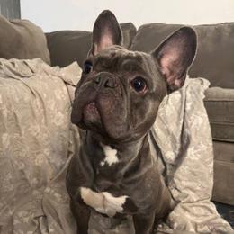 French Bulldogs from Frenchies F