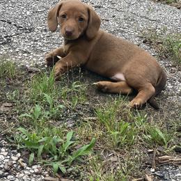 Dachshund Puppies from Bar H Dachshunds